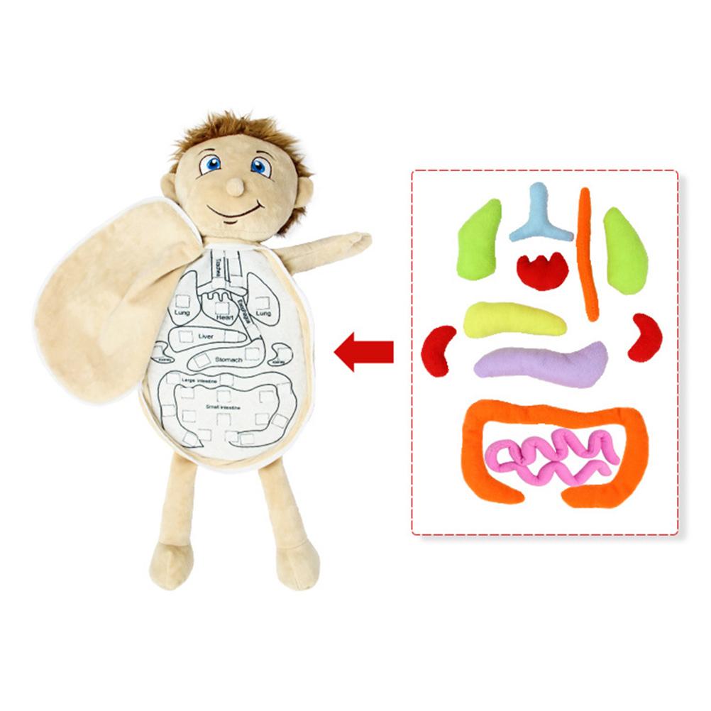 Human Body Anatomy Toy Human Body Organ Doll Model Anatomy Doll Preschool Educational Organ Plush