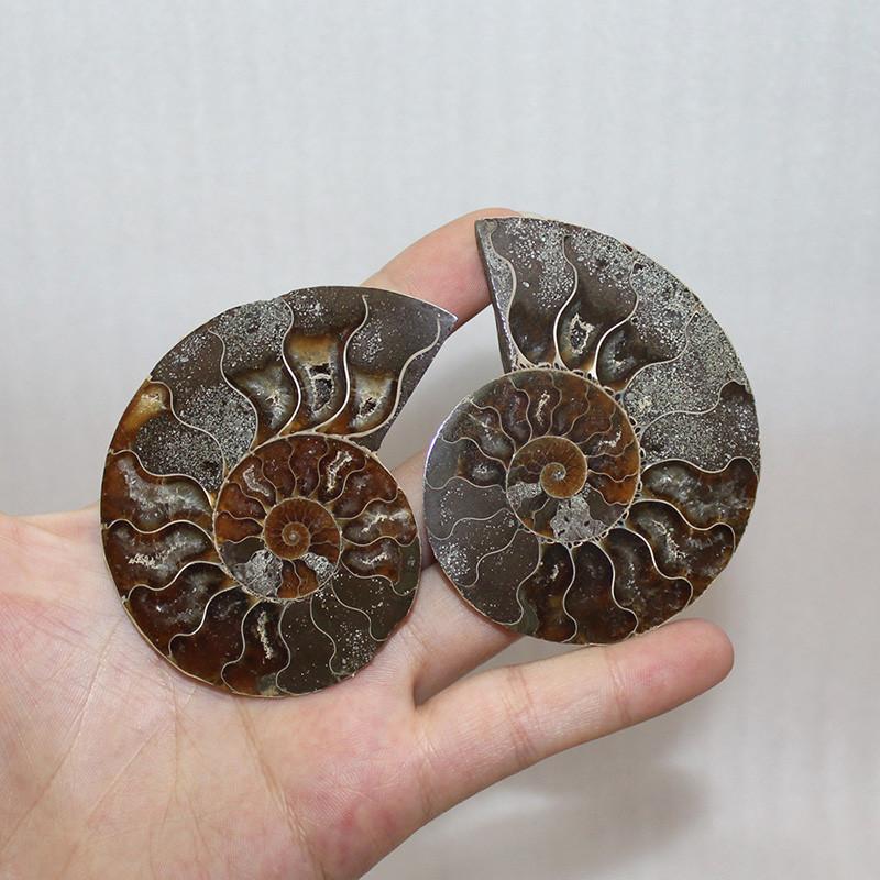 

Genuine Ammonite Fossil Conch Pair With Natural Beauty For Gift Giving And Interior Design 3-4cm