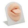 3D Soft Silicone Tongue Mouth Model with Stand Reusable Jewelry Display Tongue Model for Piercing Practice