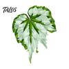 Botanical Fridge Magnets 3D Tropical Plants Refrigerator Magnet, Acrylic Green Decorative Plant Home Decor Memo Notes Photo Holder for Kitchen Office