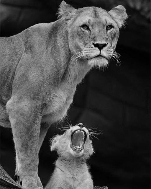 5D DIY Diamantmalerei Voll Quadrat Schwarz Weiß Tiere Diamantstickerei Löwe Tiger Mosaikbild aus Strass Dekor Geschenk