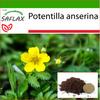 Silverweed - 20 Seeds - With Potting Substrate for Better Cultivation - Potentilla Anserina