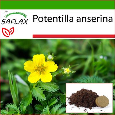Silverweed - 20 Seeds - With Potting Substrate for Better Cultivation - Potentilla Anserina