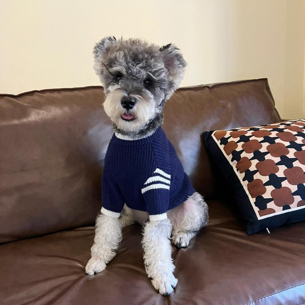 Trendiger Herbst-/Winterpullover für kleine Haustiere: Schnauzer, Yorkie, Französische Bulldogge, Pudel und Katzen.