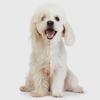 Electric Dog Clipper, Professional Grooming Kit, Pets Hair Trimmers, 3-Speed, Wireless, LED Display