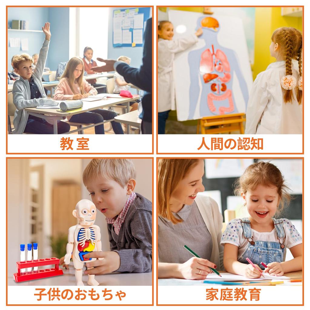 Human Anatomy Model Toy, Human Body Model Mannequin, 3D Human Anatomy Model, Organ Model, Human Internal Organ Model, Removable Organs, Anatomy Model