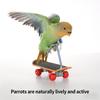 Vogel Papagei Spielzeug Skateboards Kunststoff Reptilien Unterhaltung Trainingswerkzeug Acc Vogelzubehör Rollschuhe