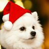 1pc  Pet Dog Cat Christmas Little Red Hat Holiday Gift for Loving Pets