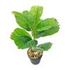 Desktop Rubber Tree & Aspidistra Potted Plant - Bionic Green Landscape Ornament
