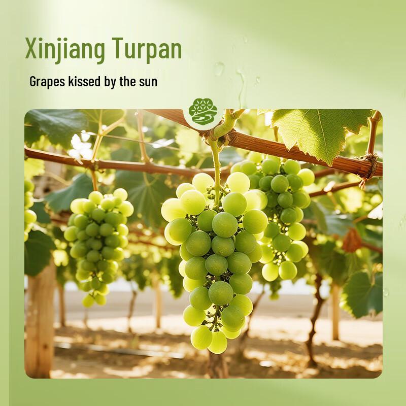 Loulan Miyu Seedless White Raisins