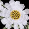Daisy Clothing Applique Exquisite Clothes Patches Flower Embroidered Patches  Sewing