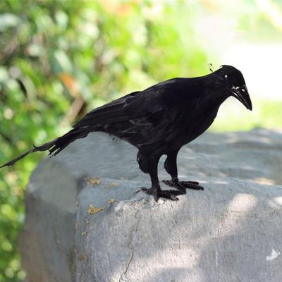 New Plastic Feathers Fake Black Crow Realistic Garden Decor Realistic Hanging Crow Decoy Black Fake Bird Halloween