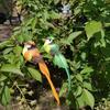 6pcs Vibrant Artificial Birds with Long Tails Colorful Feathered Home Garden Decor Lifelike Hanging Ornaments Festive Decoration