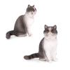 Simulation Static Pet Animal Solid Static Home Felinae Ornament British Shorthair Cat Model Pet Cat Action Figure Decoration
