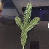 10Pcs Artificial Simulation Pine Branches Christmas Tree Accessories DIY New Year Party Decorations Xmas Ornaments Kids Gift