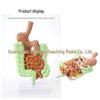 Human Digestive System Model: Stomach, Large Intestine, Cecum, Rectum, Duodenum.