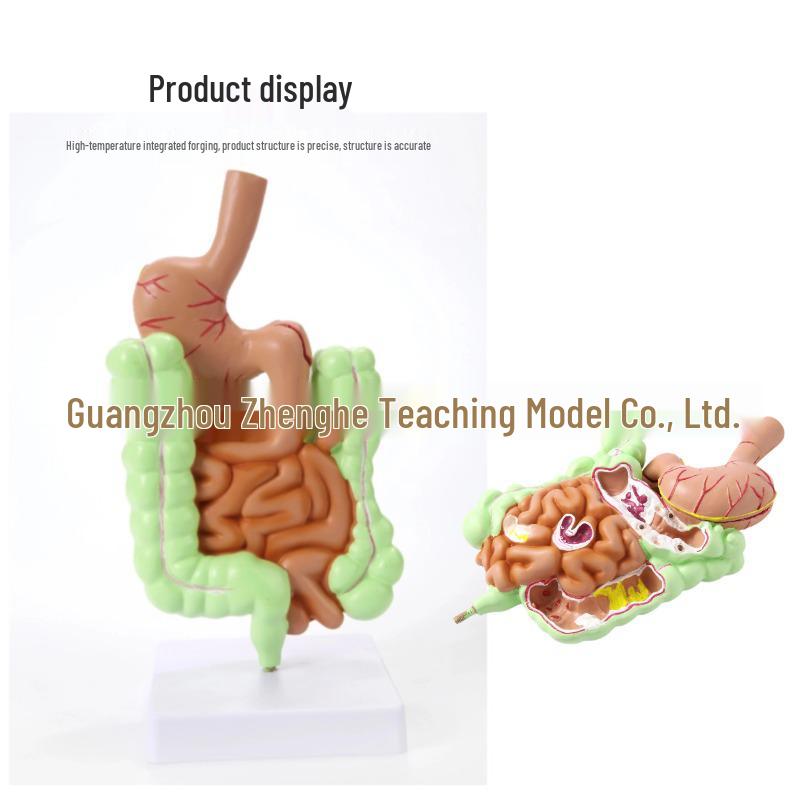 Human Digestive System Model: Stomach, Large Intestine, Cecum, Rectum, Duodenum.