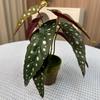 Artificial Fishtail Fern Wall