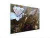 SZKLANA DESKA DO KROJENIA 40x30 ORCHIDEA