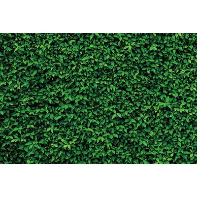 MOON.QG Tropical Leaves Backdrops Spring Garden Backgrounds Green Grass Photo Wall Customized Name Birthday Wedding Photocall