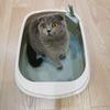 Sandstreu-Katzen-Haustier-Schaufelbox, Toilettentablett