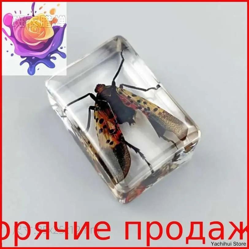 Set of transparent boxes for insect samples