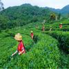Natural Honeysuckle Herbal Tea Detox Wild Scented Pure Premium