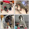 Dog Jumpsuit 4-legged Cotton Coat for Dog Greyhounds Loungewear Spring Autumn Dog Striped Sweatshirt Bellington High-Neck Shirt
