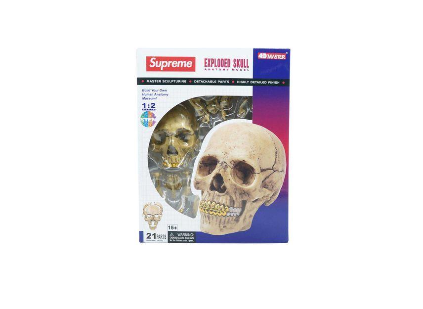 Supreme 4D Model Human Skull Natural One-Size