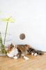 Natural Woolen Cat Toy: Ball String / Beige