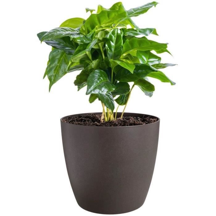 ELHO Lot de 3 pots de fleurs rond The Coffee Collection - Ø14xH12,6cm, Ø16xH14,7cm, Ø18xH16,8 cm - 7 L - Marron