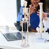 Human Body Skeleton Model Science Supplies Removable Skull Cap Rotatable Arm Teaching Aid