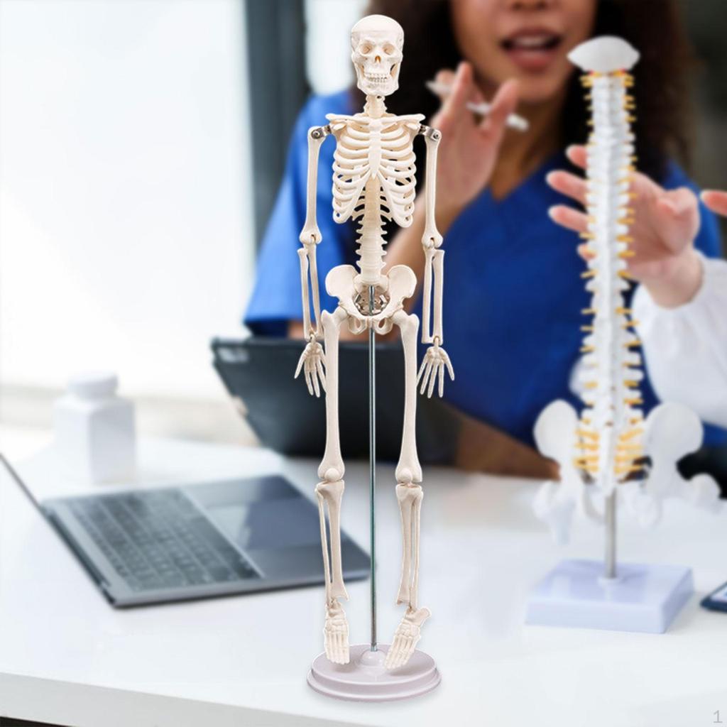 Human Body Skeleton Model Science Supplies Removable Skull Cap Rotatable Arm Teaching Aid