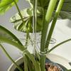 Plant Stem Hook With Stake Holder Clear Acrylic Plant Holder Hook Climbing Plant Support Clips for Orchid Rose Flowers