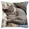 1 Pillowcase, British Shorthair Cat Pillowcase - Zippered Square Cushion Cover, Sleeping Gray Cat Pattern, Sofa Bed Decoration, 2D Flat Printing, Sing