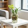 High Transparency Pet Material Planter Clear Orchid Pot with Drainage Holes, Plastic Phalaenopsis Planter, Root Large Size Nursery Pots for