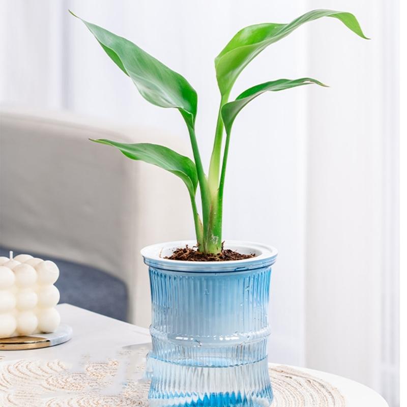 Lightweight Automatic Hydrating Sustaining Plant Container Planter Flower Pot With Vibrant Color Option for Indoor Plant