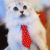 1 Piece of Dog Tie Tie Tie, Cat Small Dog Tie Tie Tie, Gentlemanly Style Cat and Dog Pet Tie, Perfect for Weddings and Parties