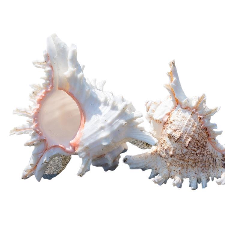 Natural Conch Shell for Aquariums & Hermit Crab Homes - Small/Medium Size, Landscaping Decor