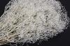 Takeda Large Length 350mm Baby's Breath, White, Bundle, Approx. [40-0312]