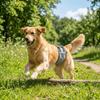 Oddychająca pielucha dla psa samca Regulowane majtki higieniczne dla psa Fizjologiczne spodnie dla psa Przeciw molestowaniu