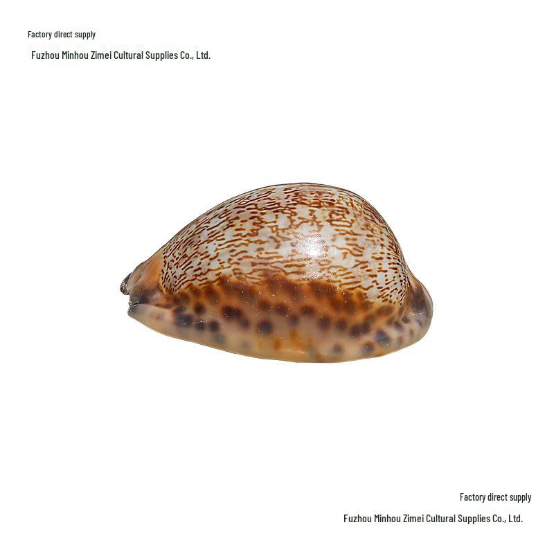 קונכייה טבעית נדירה, קונכיית שור, קאורי, חילזון, קישוט לאקווריום