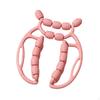Massage Bodybuilding Equipment 23 Wheels Leg Tools Circular Clamps for Arms Thighs