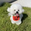 Pet Bib Halloween Cartoon Cat Dog Bib Party Funny Saliva Towel Scarf Pets Accessories