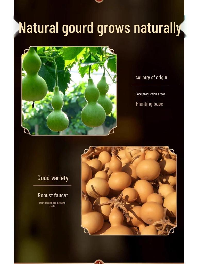 Přívěsek z pravé tykve Feng Shui: Přírodní ozdoba přitahující bohatství pro vstup, obývací pokoj nebo kancelář.