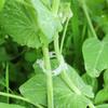 100Pcs Plastic Plant Clips For Climbing Plants Clear Plant Fixing Clip Tomato Trellis Clips Plant Support Clips Vine Fixing Clip