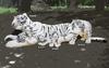 HANSA White Tiger 145cm Acrylic No.5920