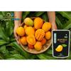 Organic Prime Mango Fruit Powder | Dry, No Added Sugars and Preservatives