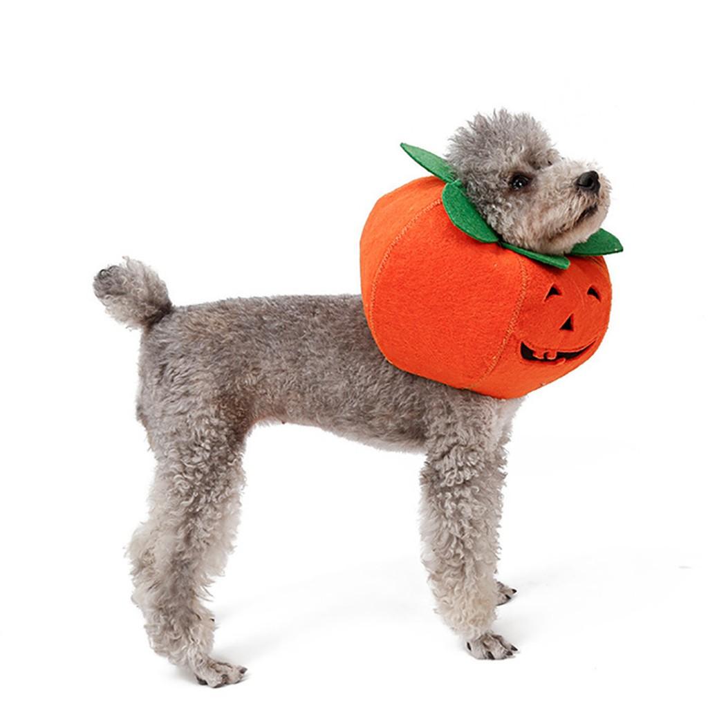 costume dog collar