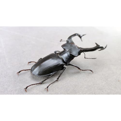 BACALYSO | Nirvana European Stag Beetle Figure, Coleoptera, Lucanidae, Genus Lucanidae, Refrigerator Ornament, Magnetic, Realistic, Adult, Illustrated
